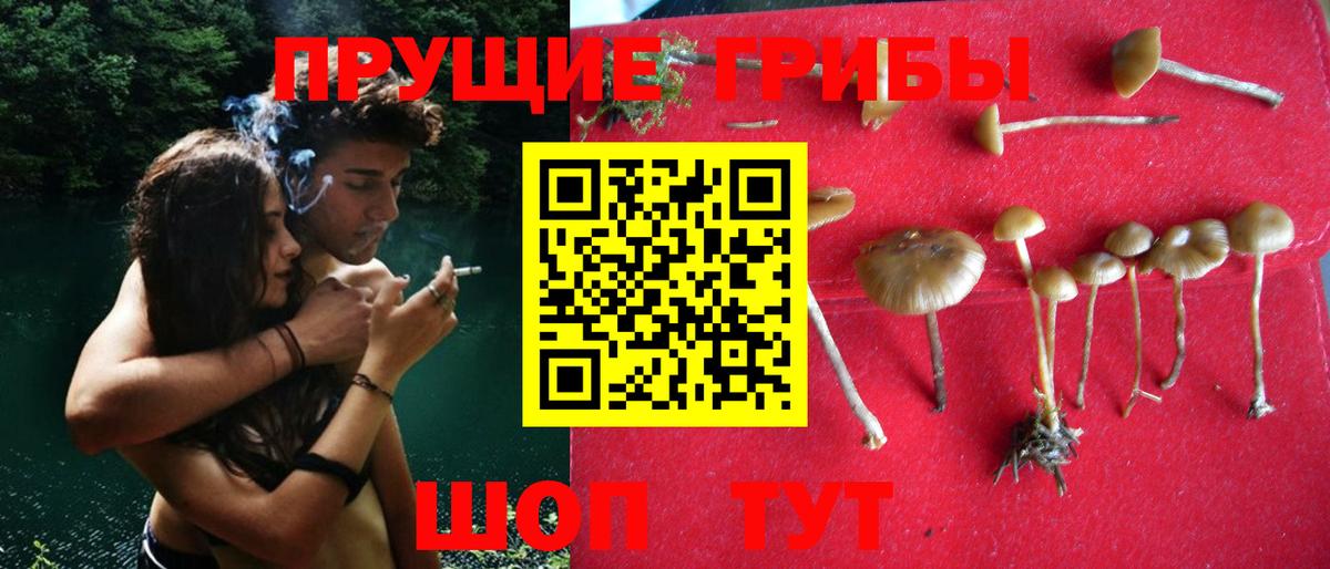 Псилоцибиновые грибы прущие грибы Дятьково